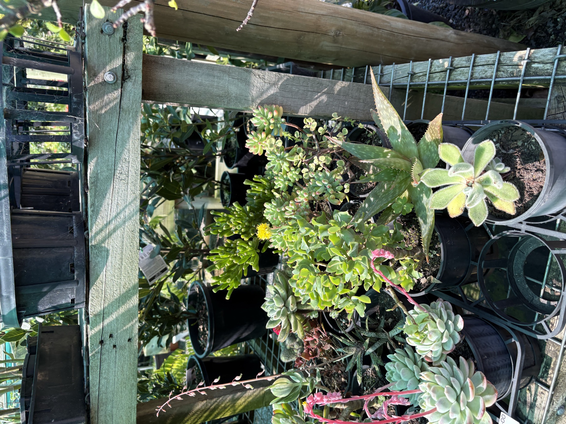 Presti Nursery plants