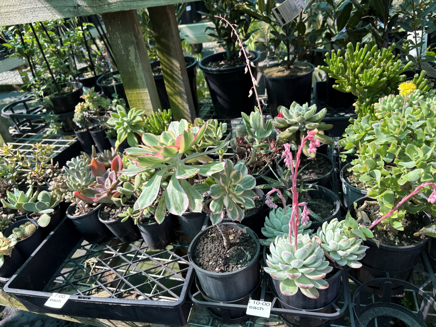 Presti Nursery plants