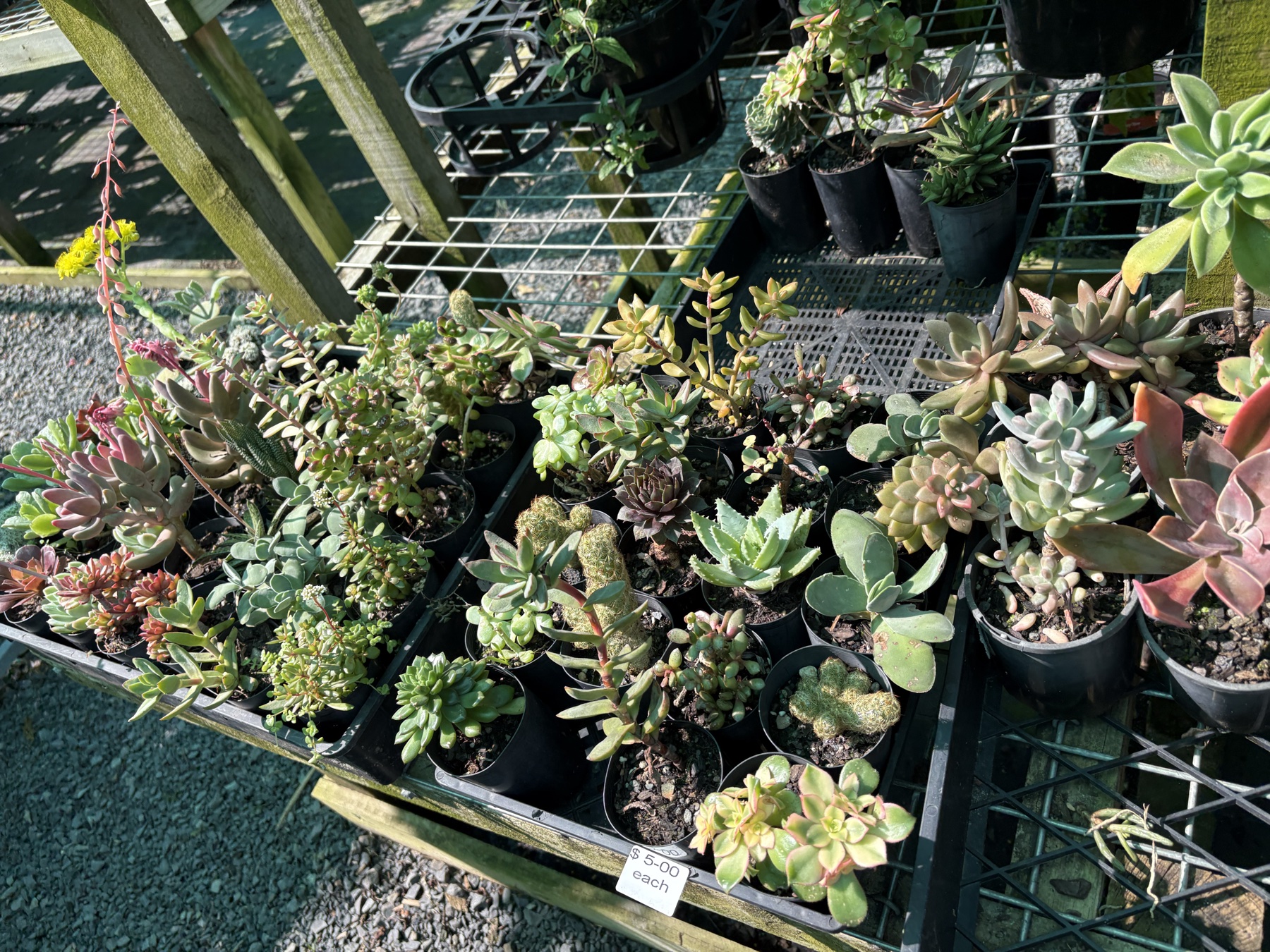 Presti Nursery plants