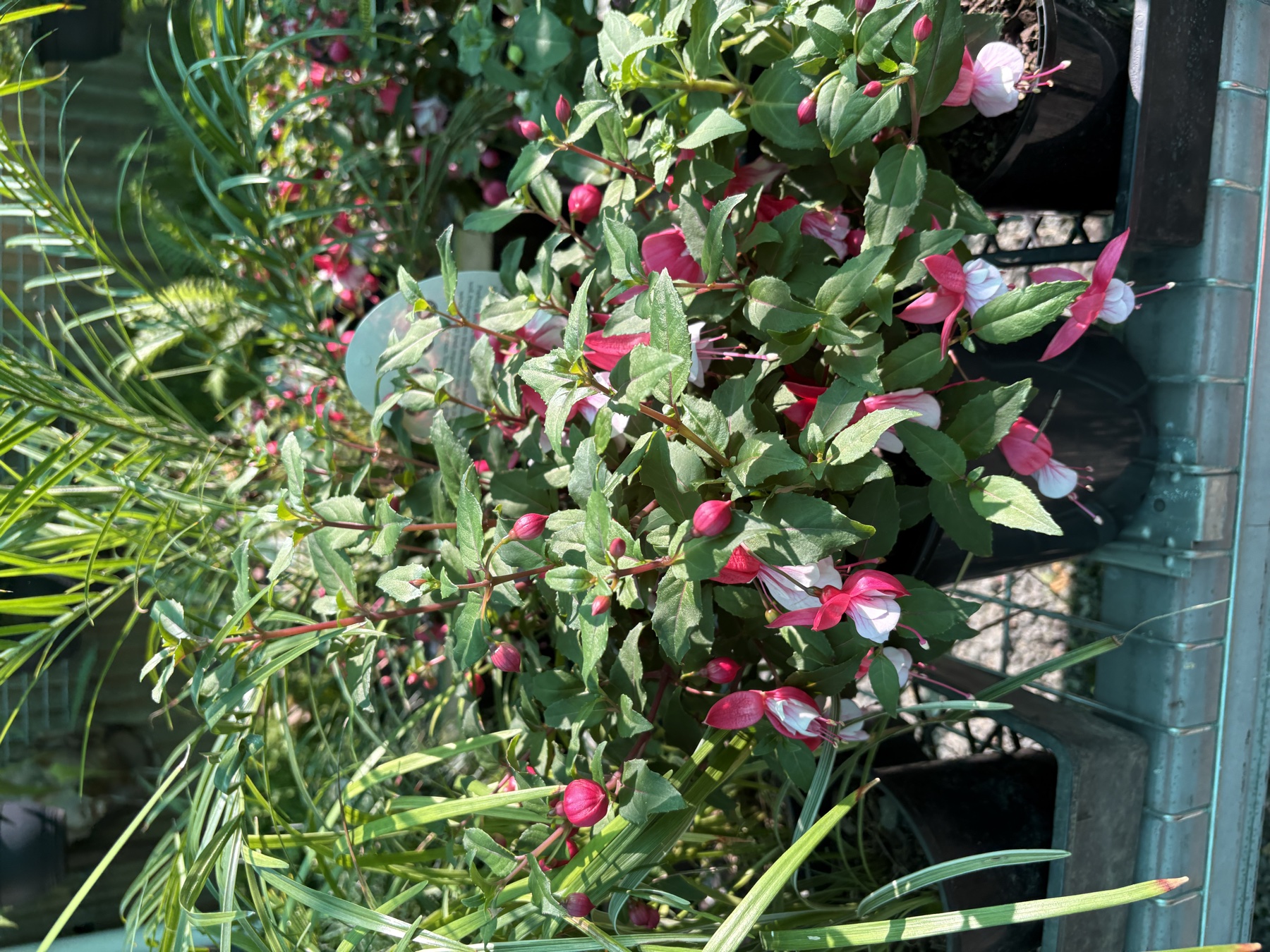 Plants at Presti Nursery, September 2026