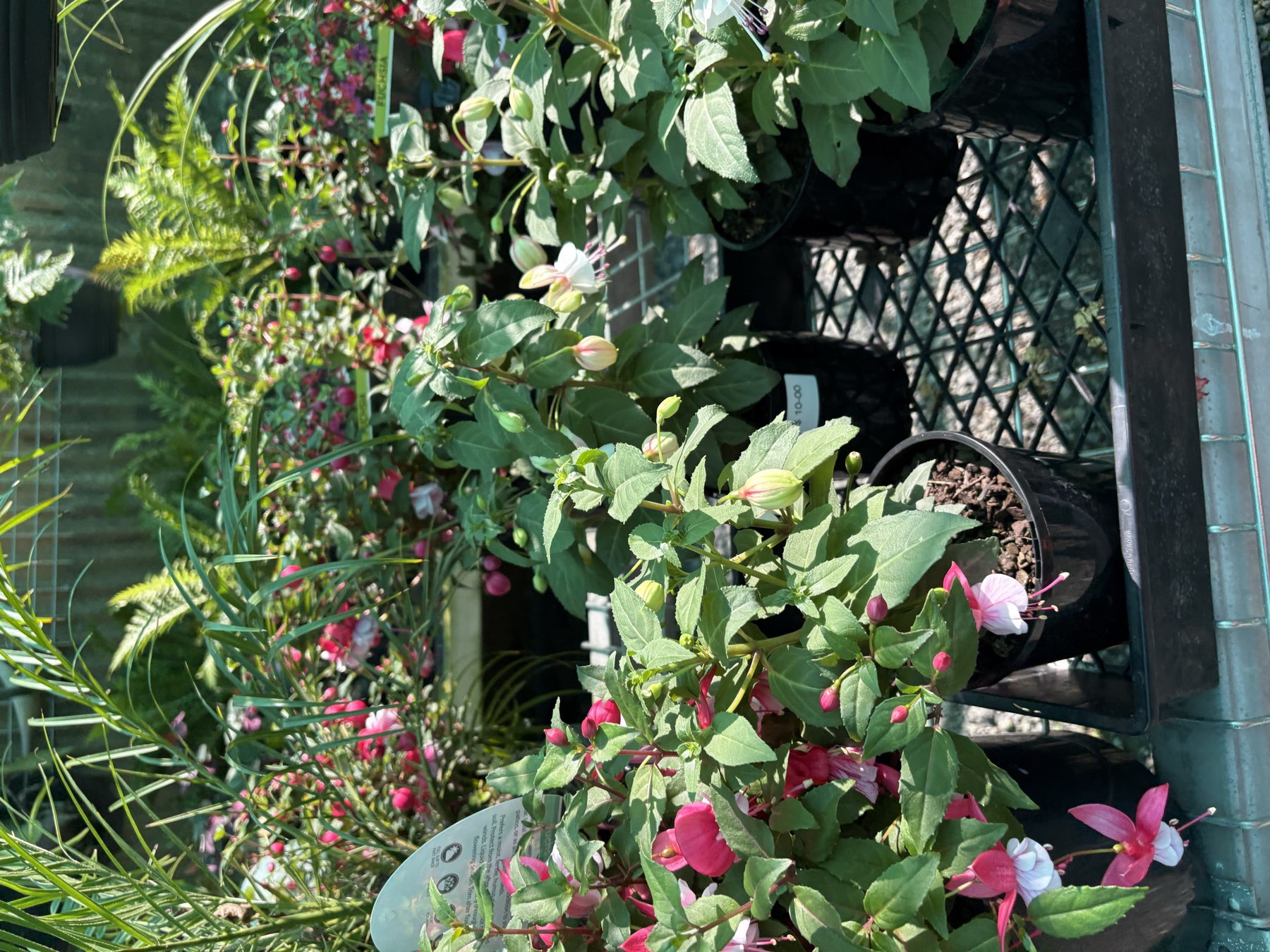 Presti Nursery plants