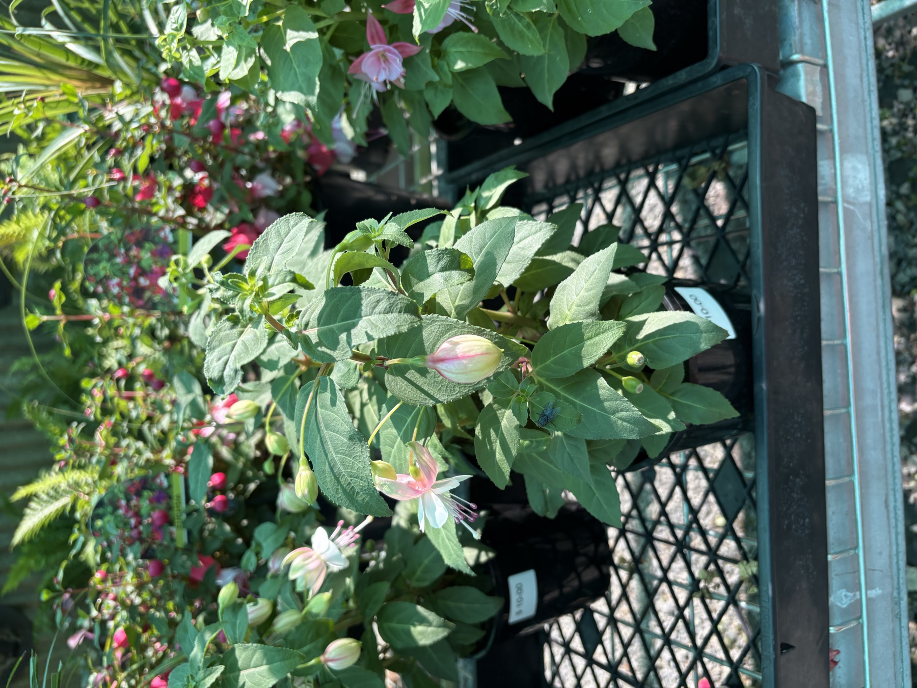 Presti Nursery plants