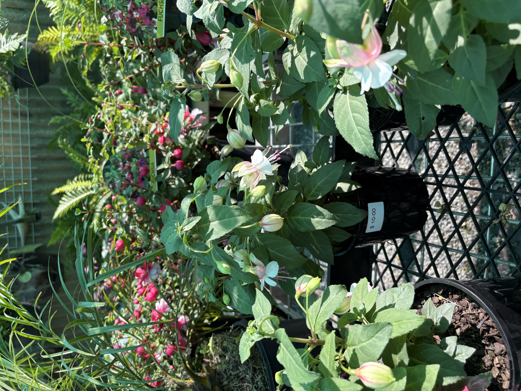 Presti Nursery plants