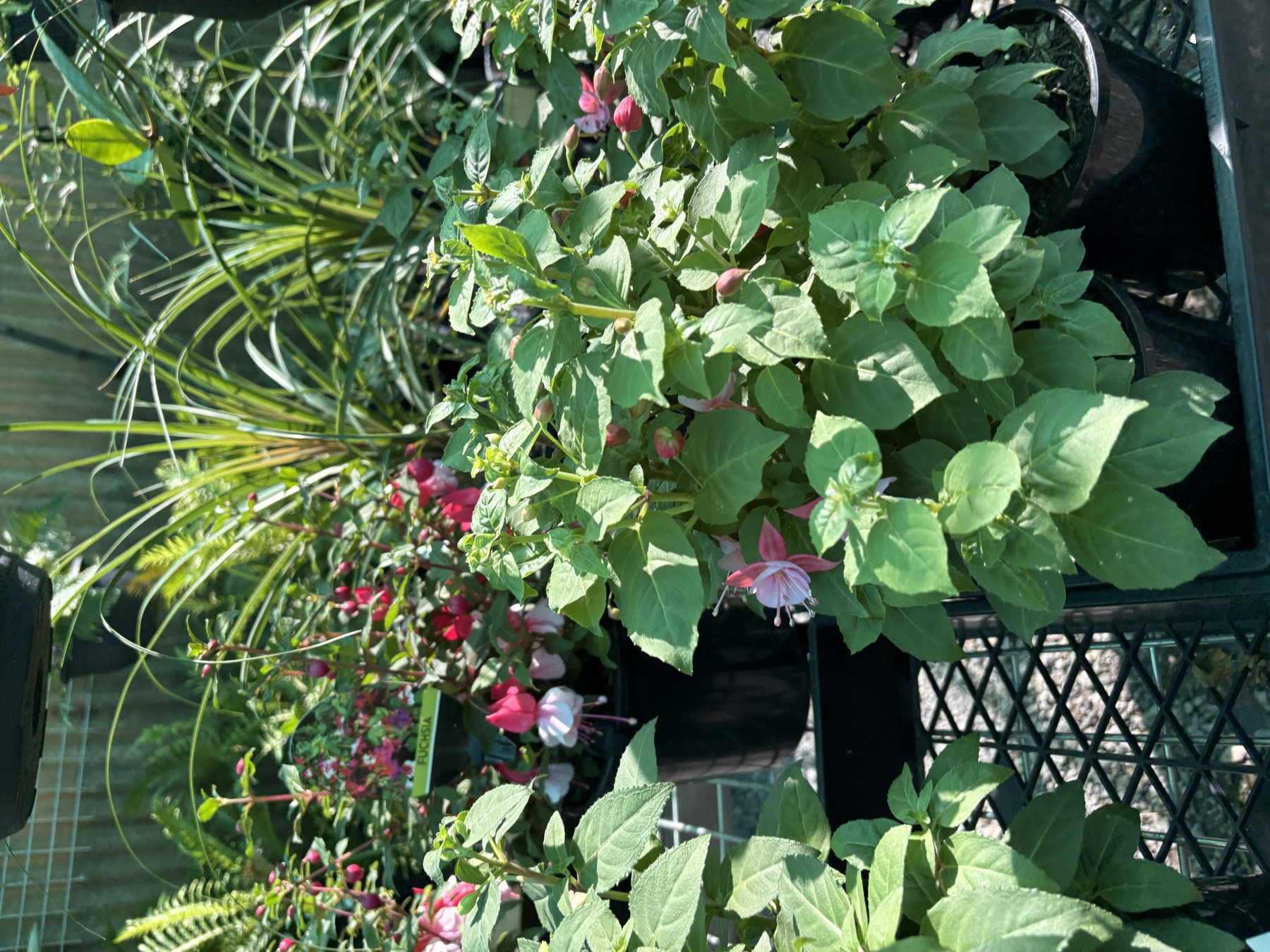 Presti Nursery plants
