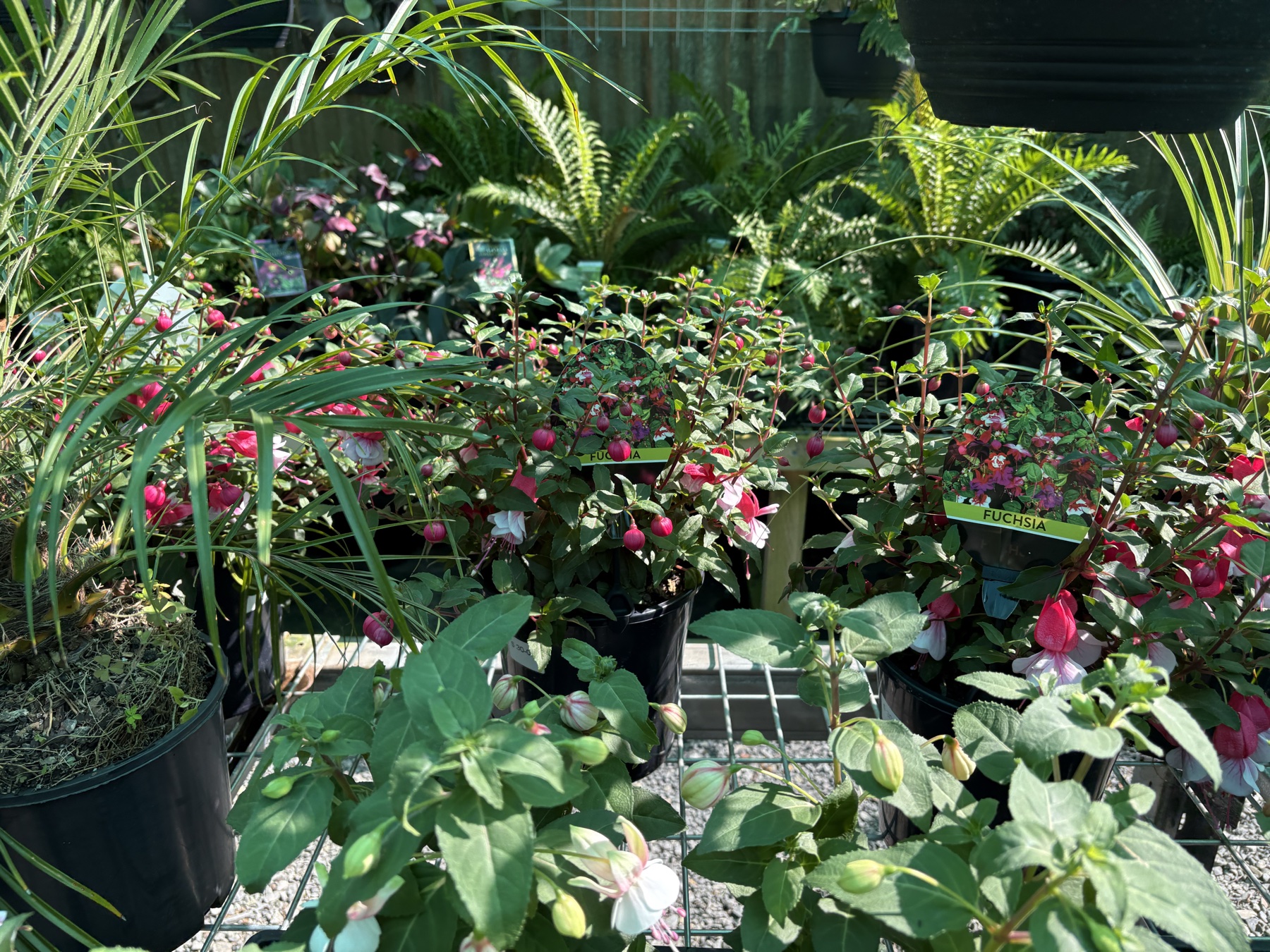 Fresh arrivals filling the nursery benches at Presti Nursery, September 2026