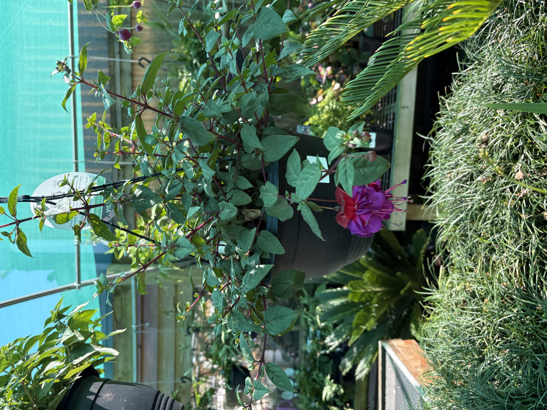 Presti Nursery plants