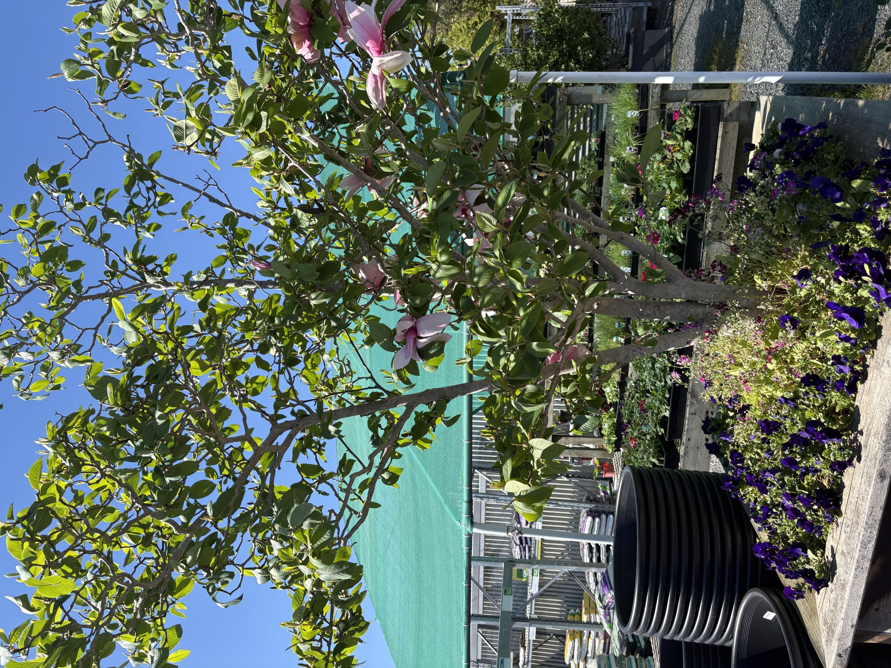 Presti Nursery plants