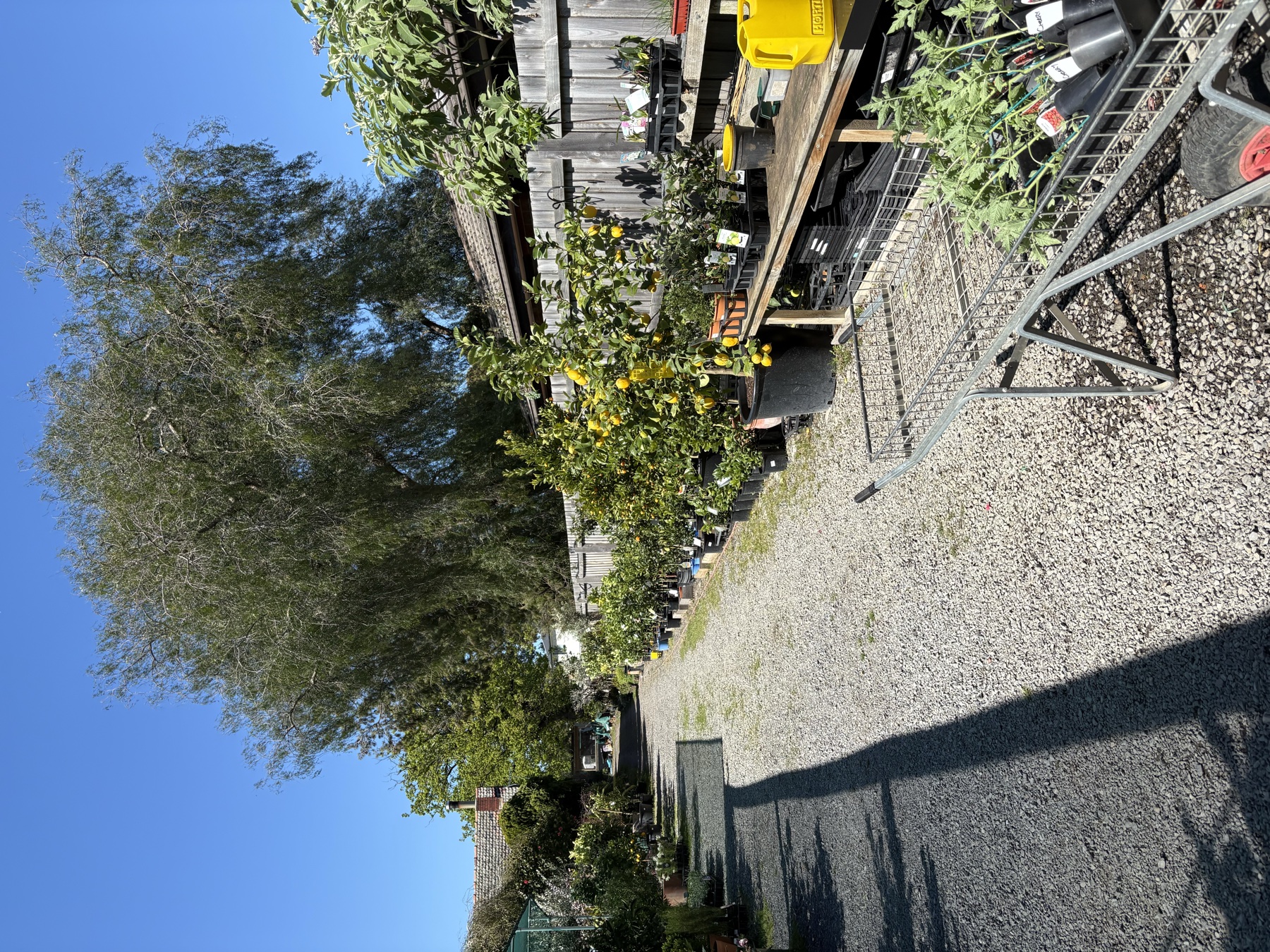 Presti Nursery plants