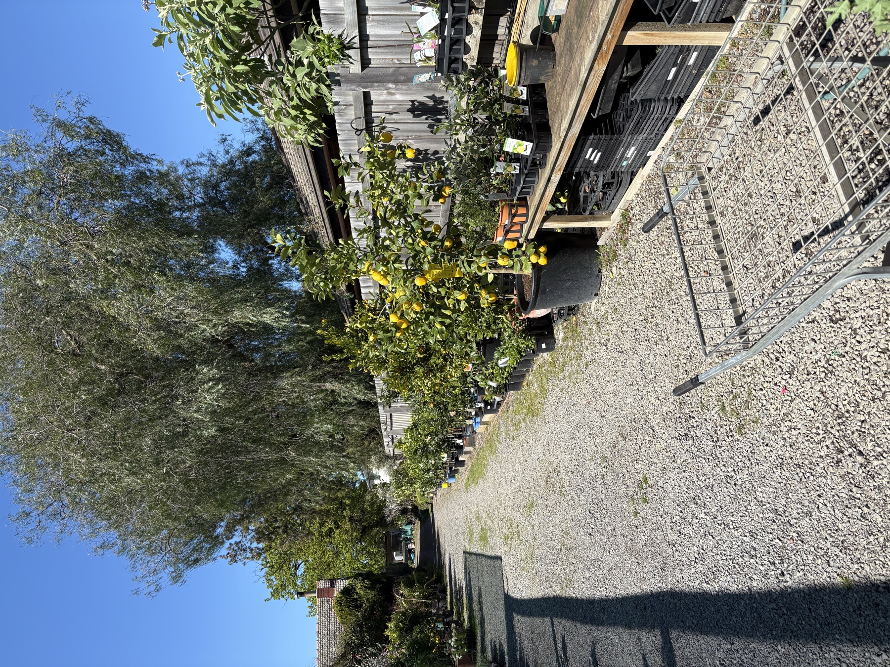 Outdoor nursery area at Presti Nursery