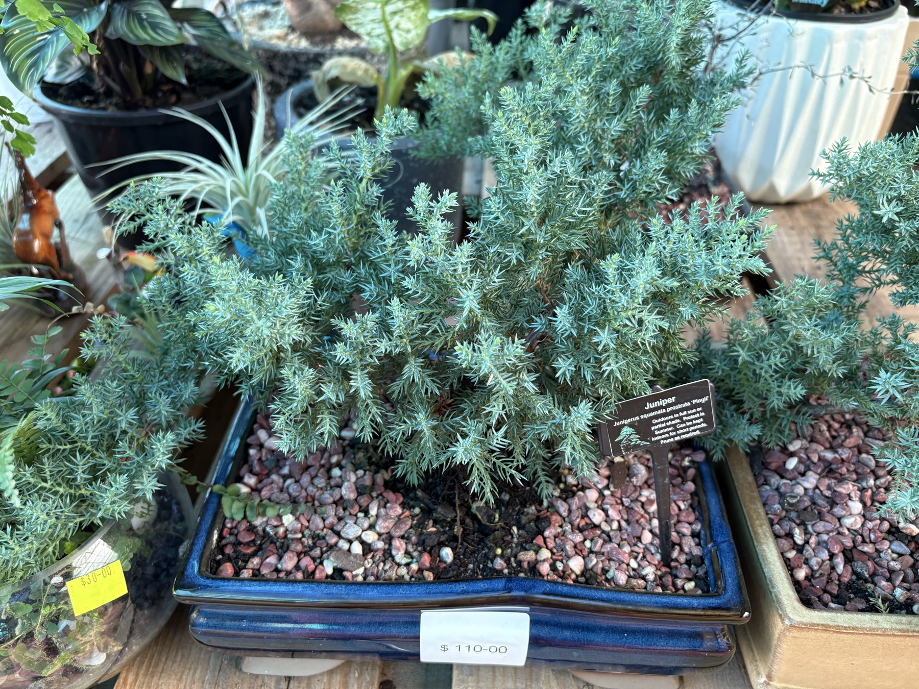 Presti Nursery plants