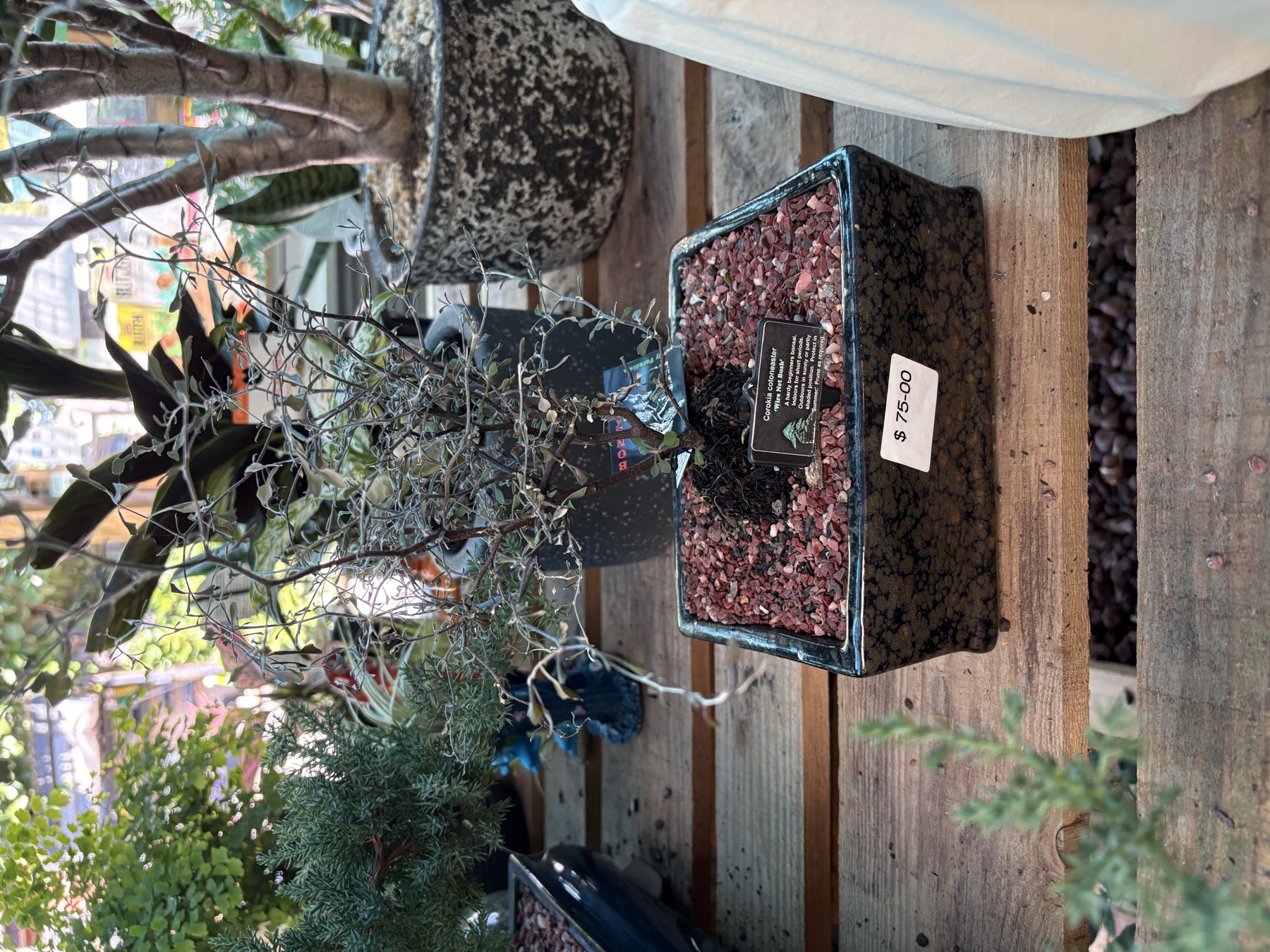 Presti Nursery plants