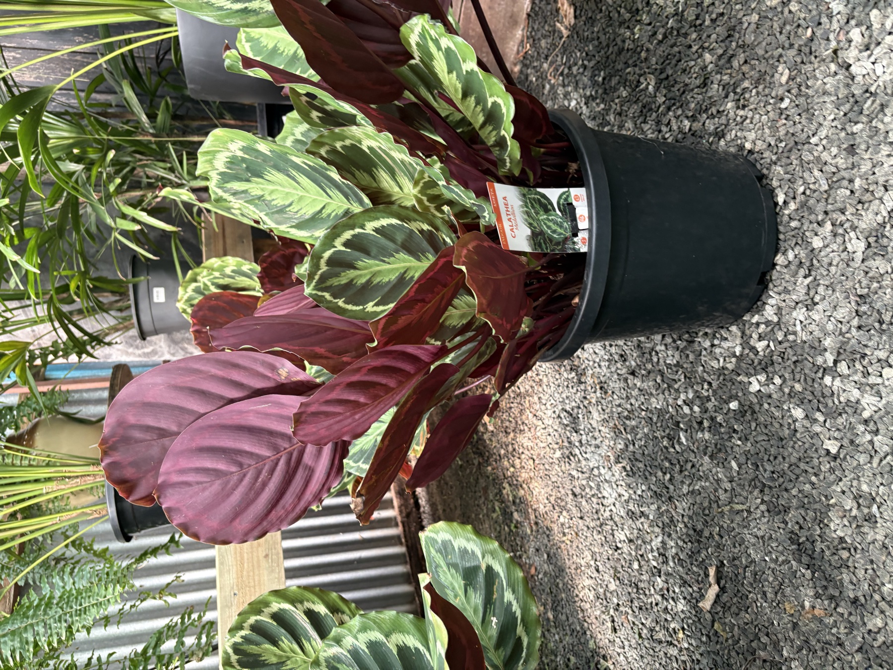 Presti Nursery plants