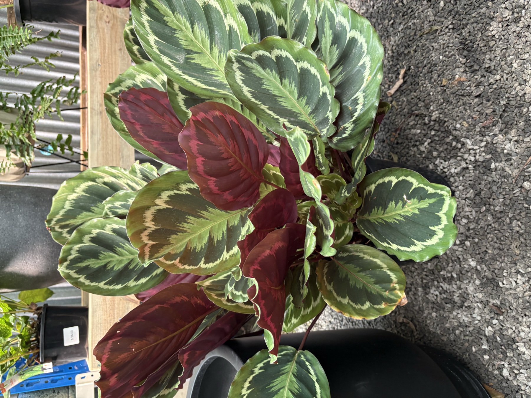 Presti Nursery plants