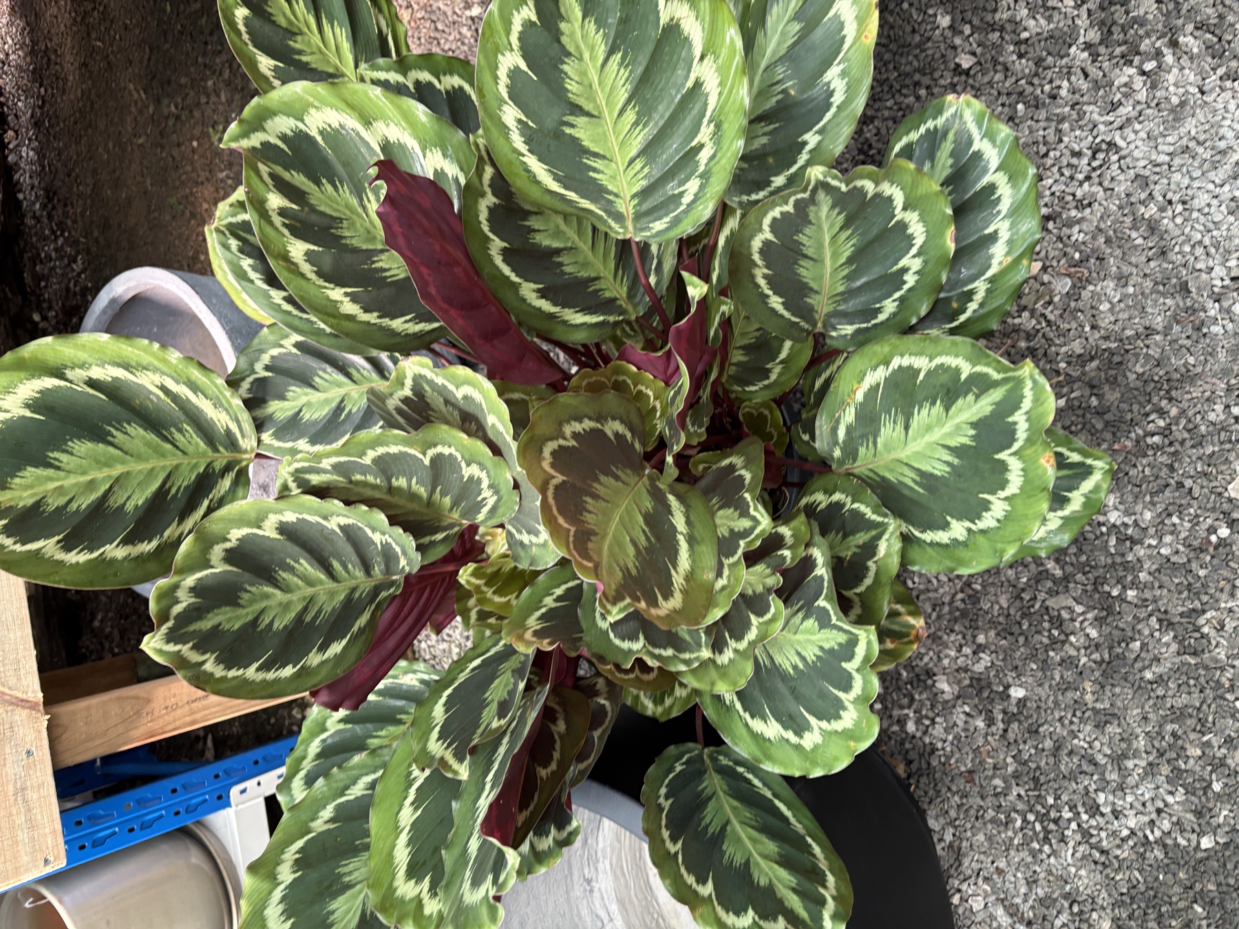 Presti Nursery plants
