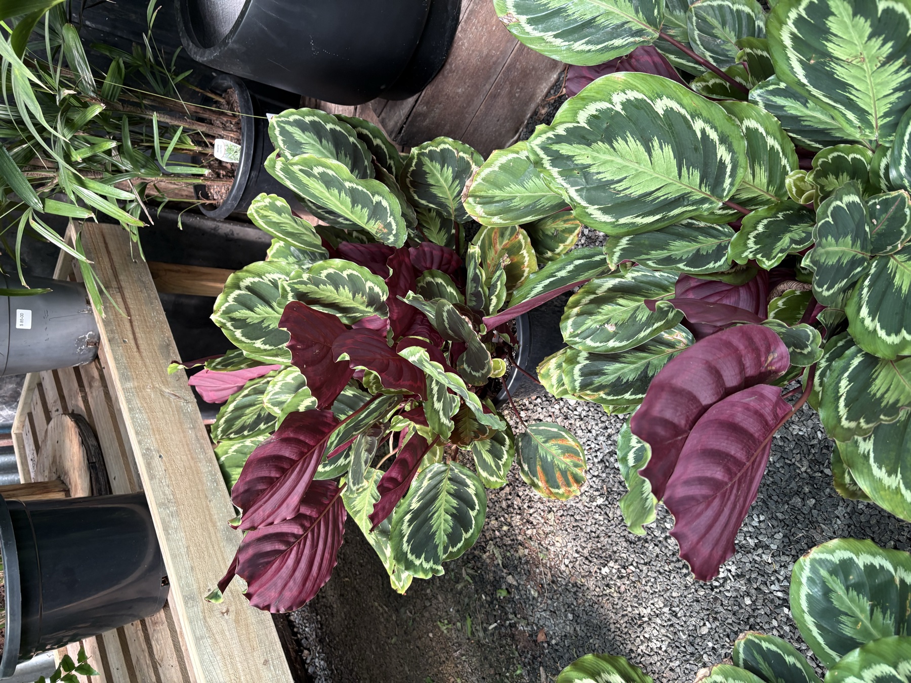 Presti Nursery plants