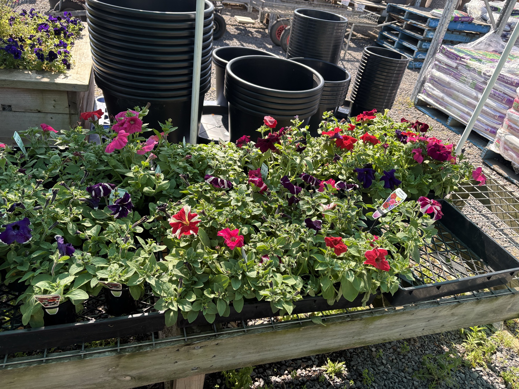 Presti Nursery plants