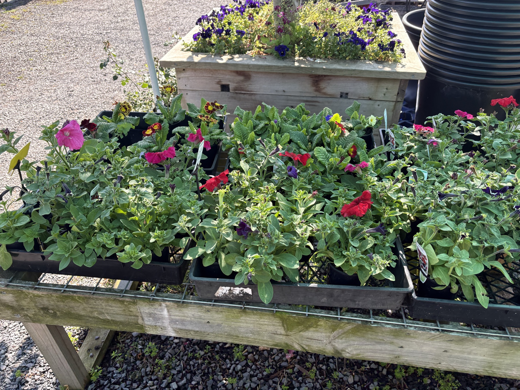 Presti Nursery plants