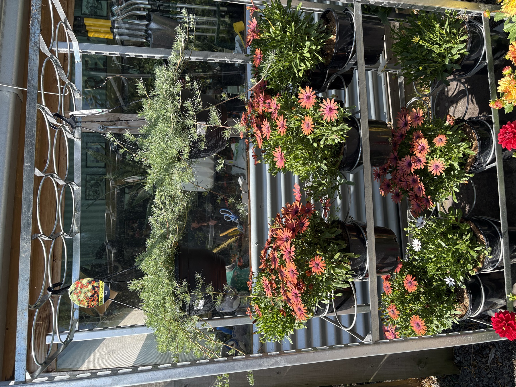 Presti Nursery plants