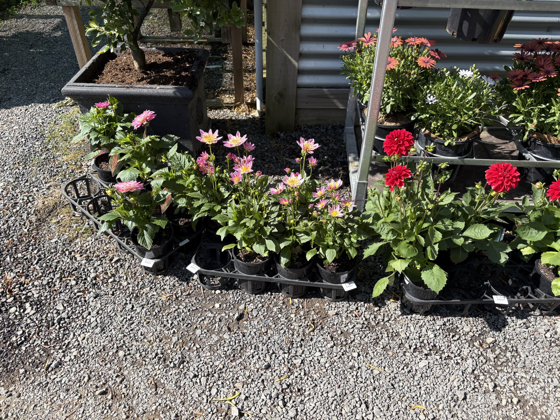 Presti Nursery plants