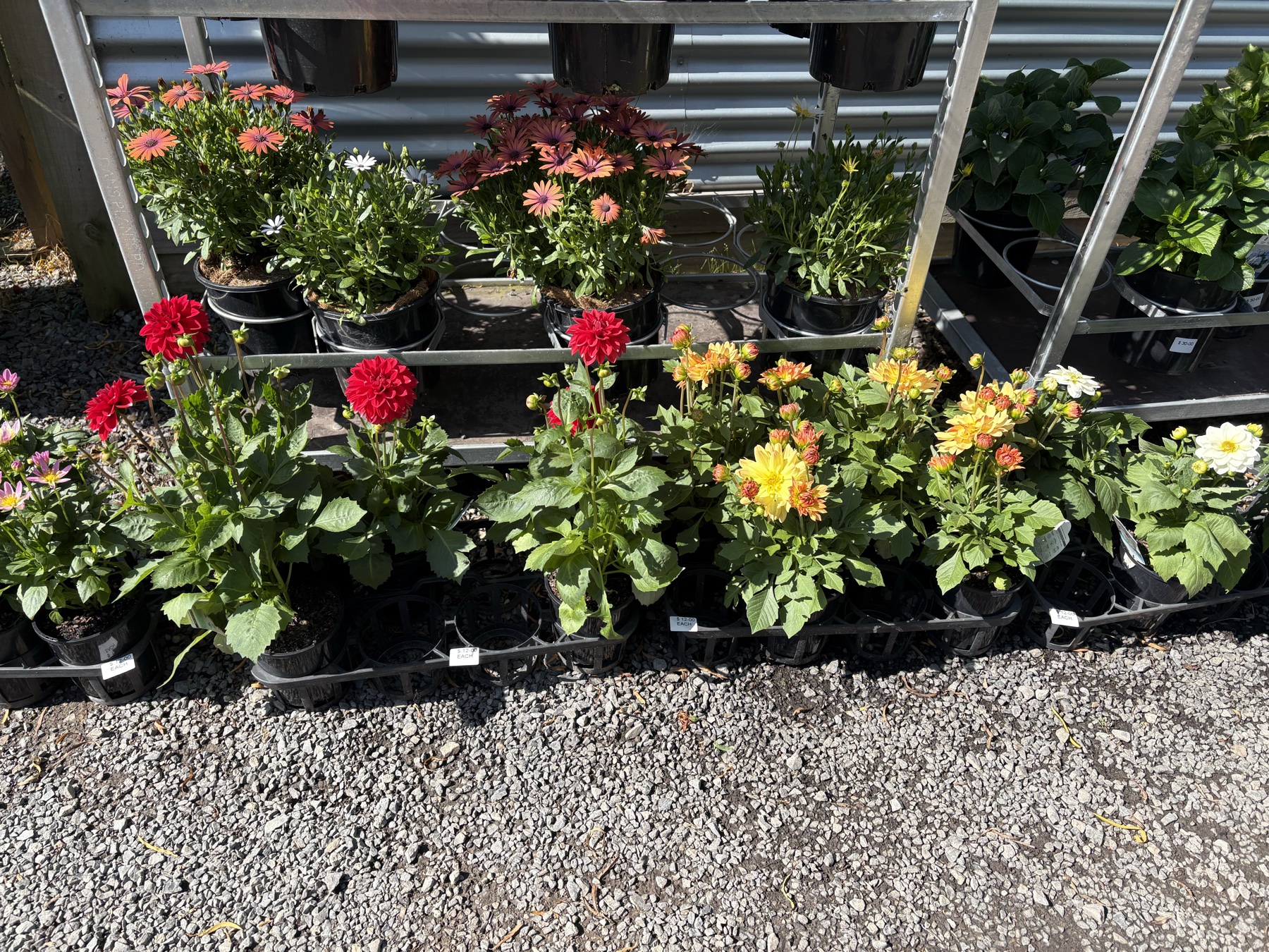 Beautiful plants at Presti Nursery