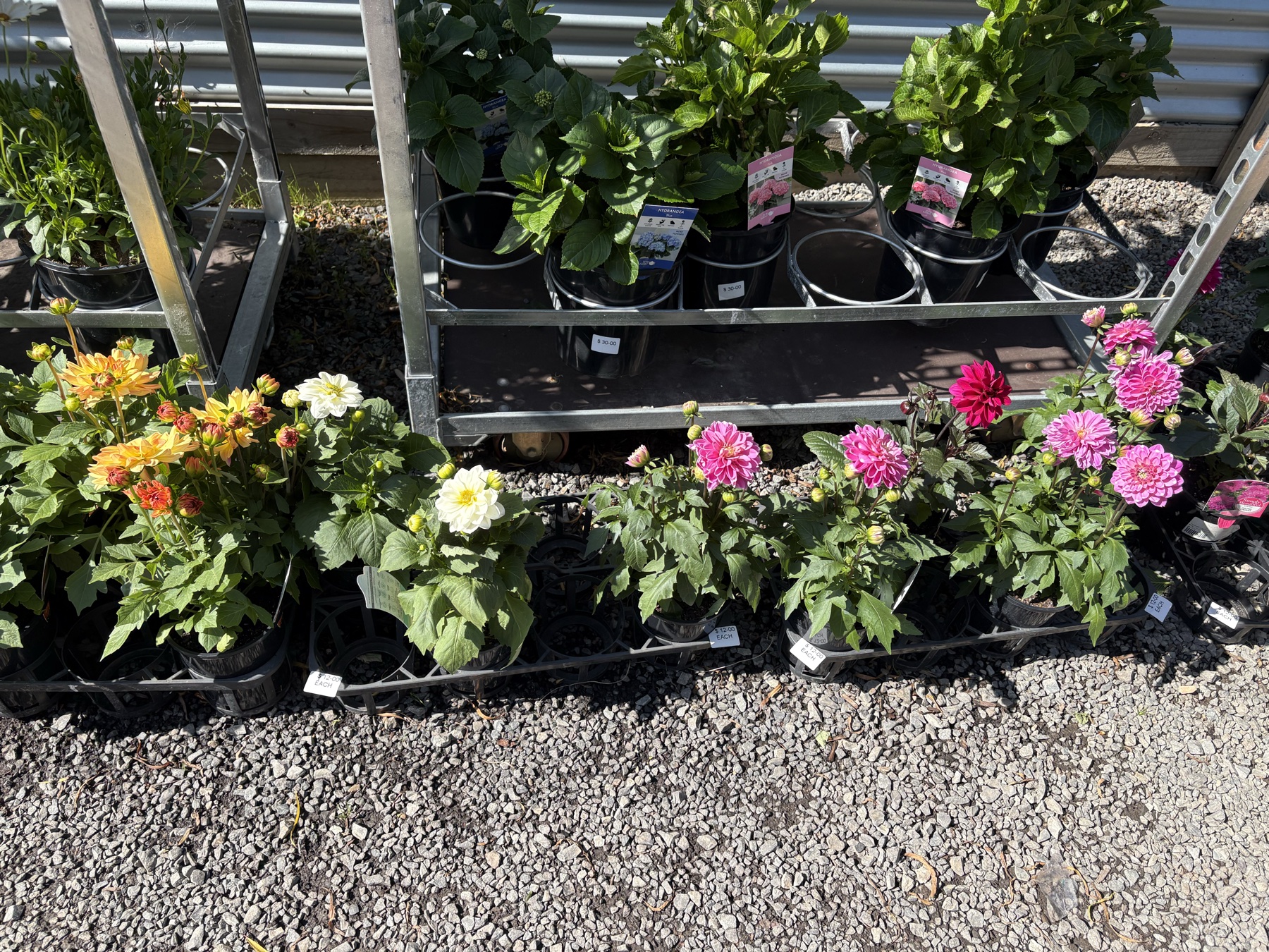 Presti Nursery plants