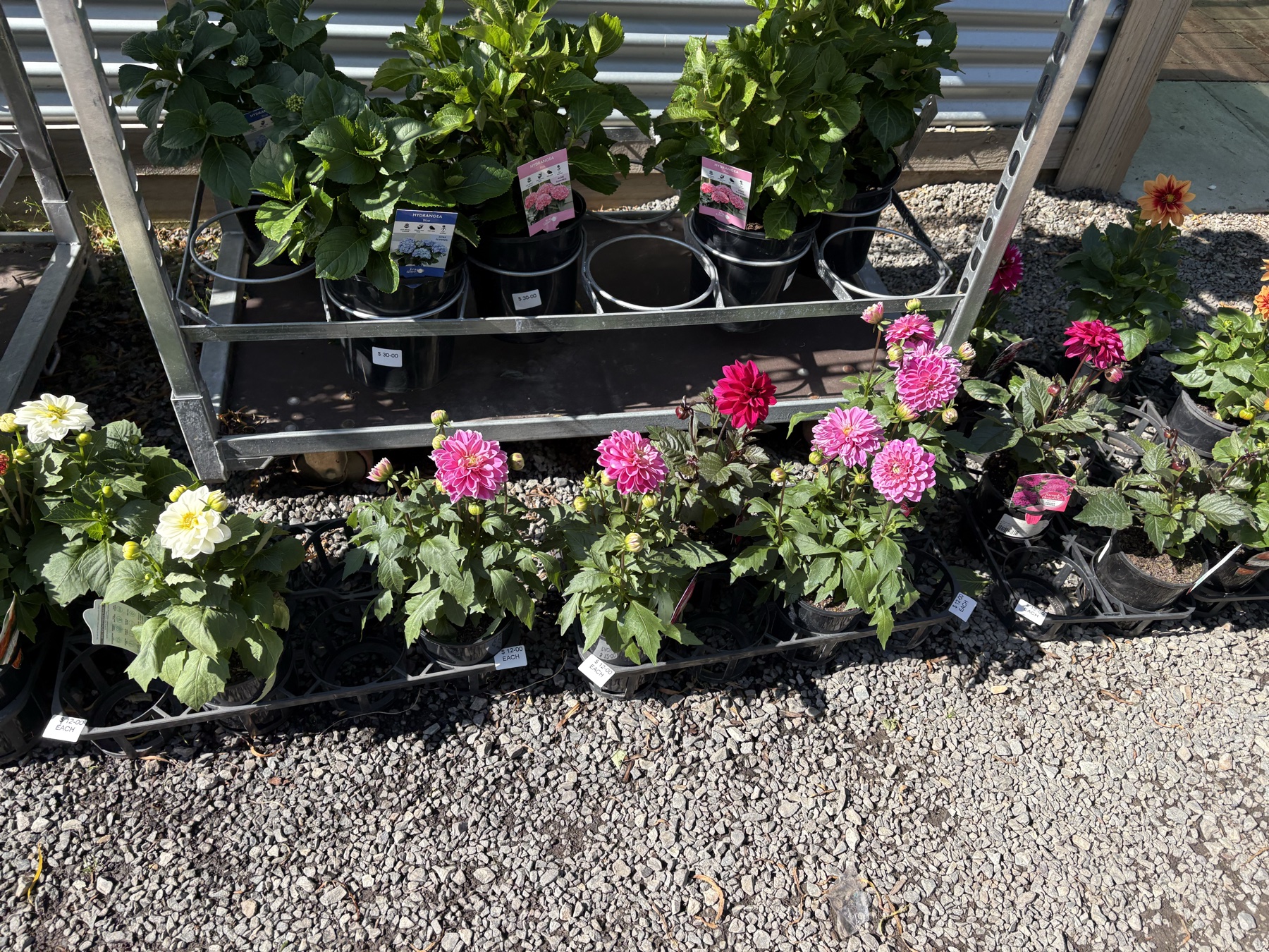 Presti Nursery plants