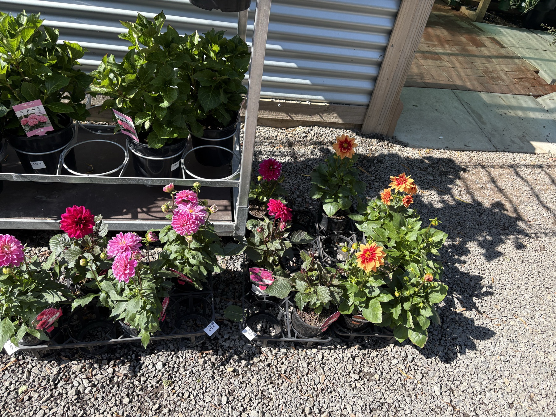 Presti Nursery plants