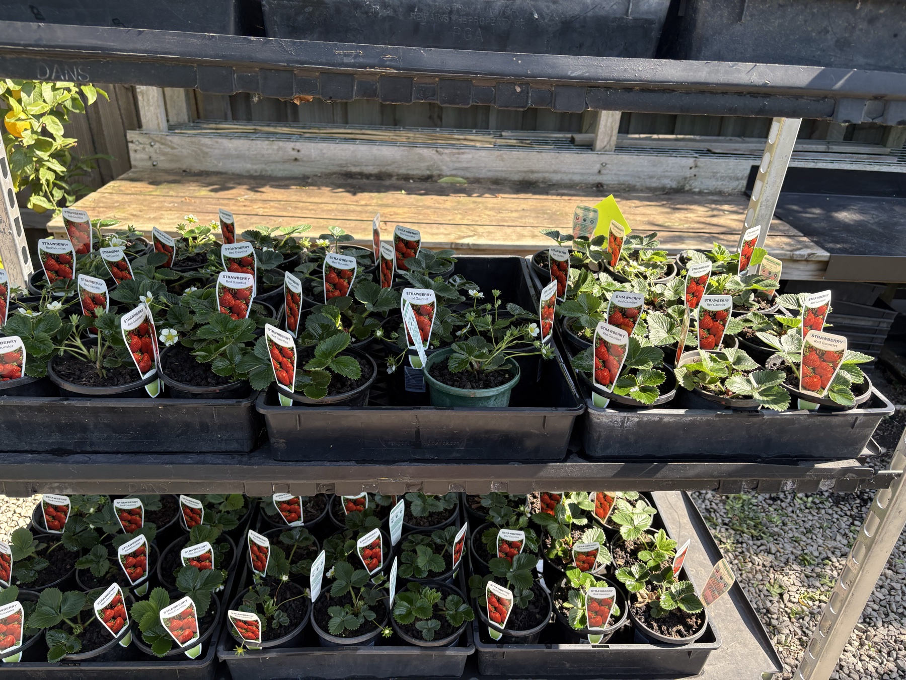Presti Nursery plants