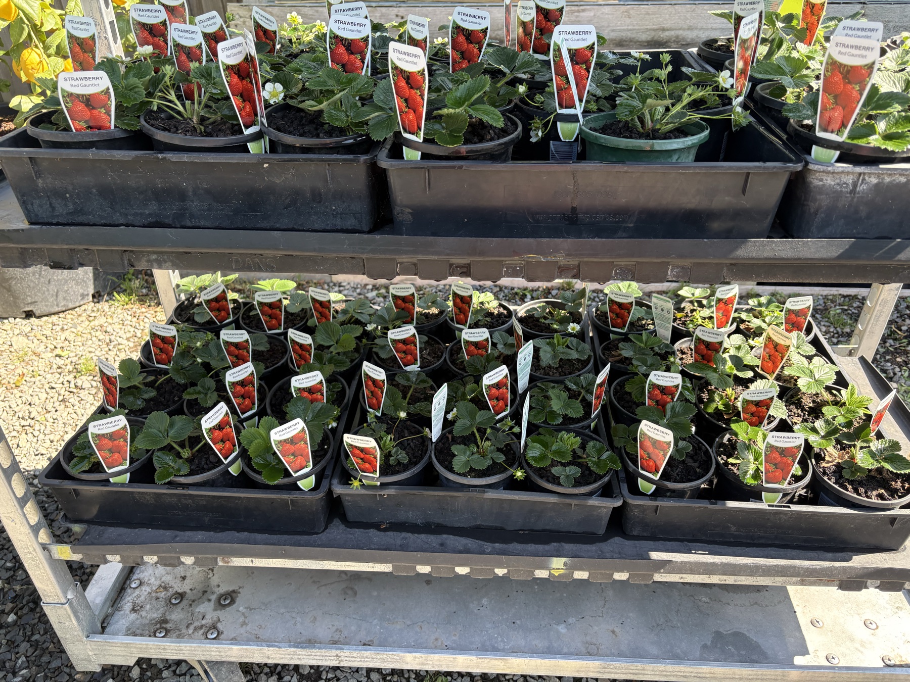 Presti Nursery plants