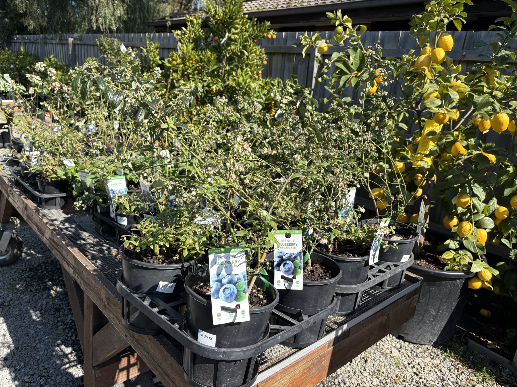 Presti Nursery plants