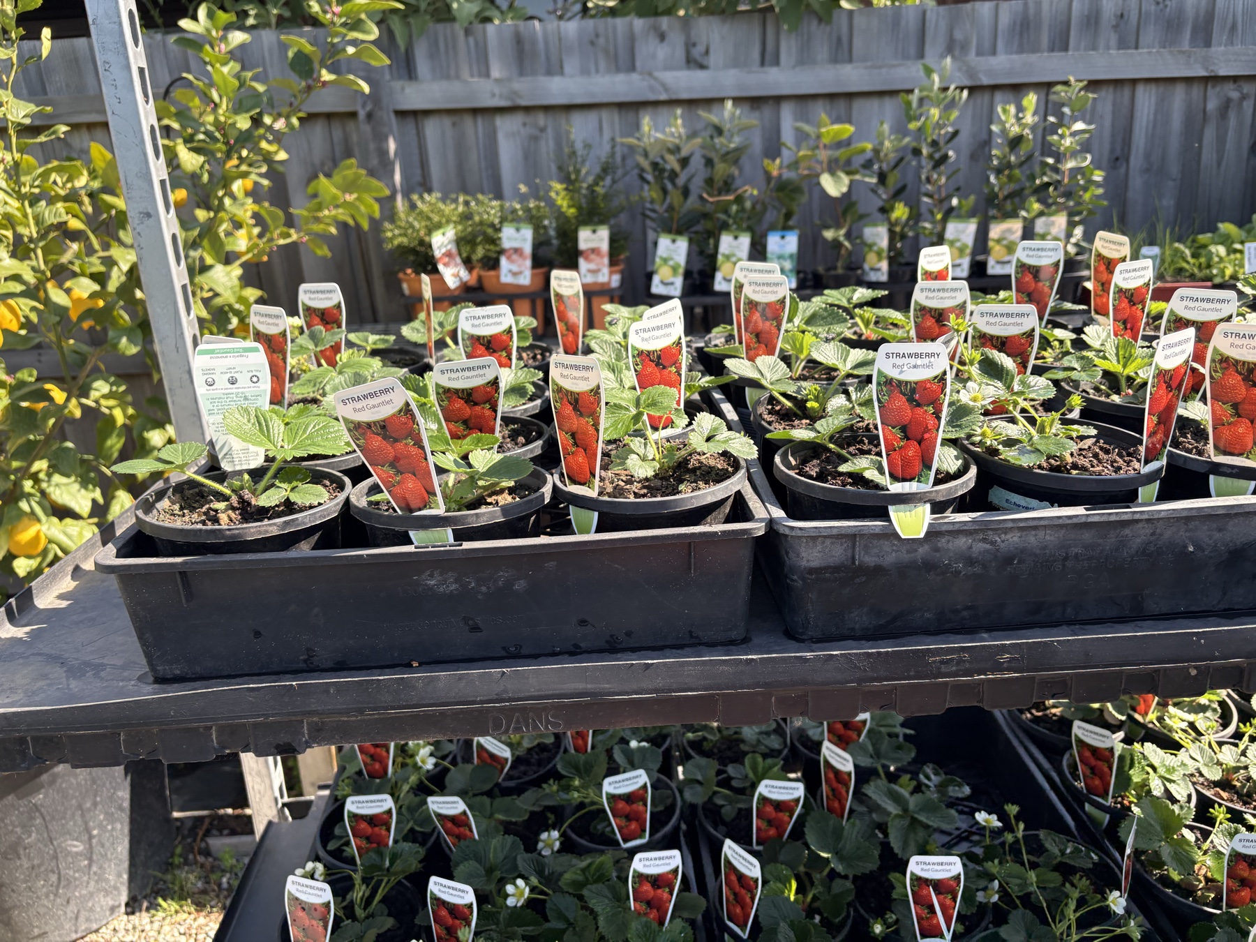 Presti Nursery plants