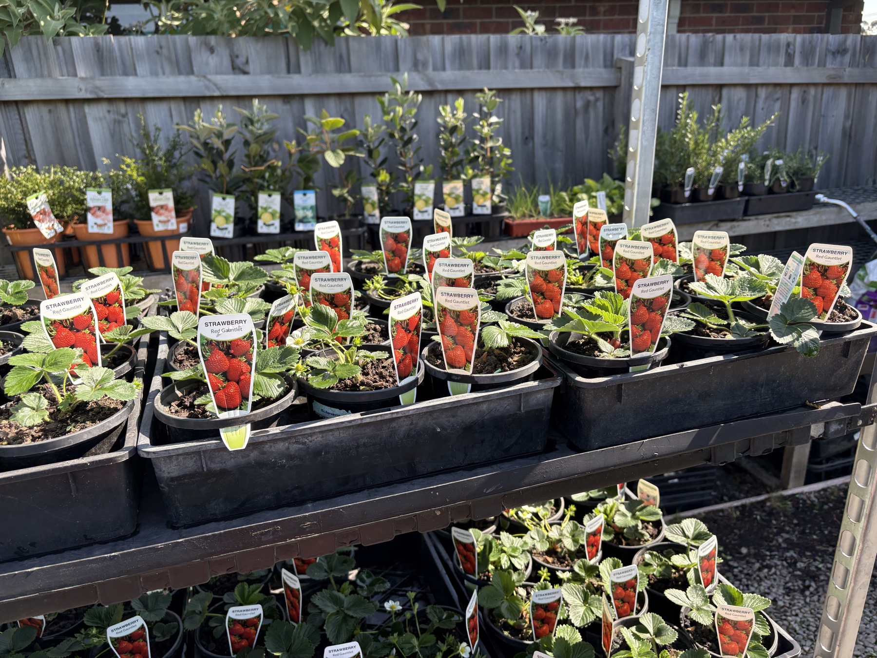 Presti Nursery plants