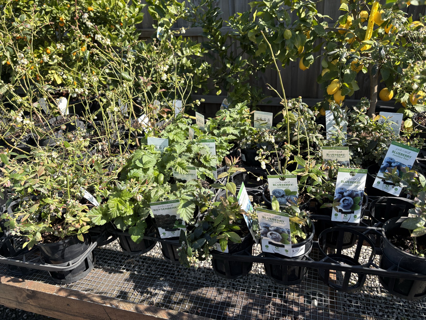 Presti Nursery plants
