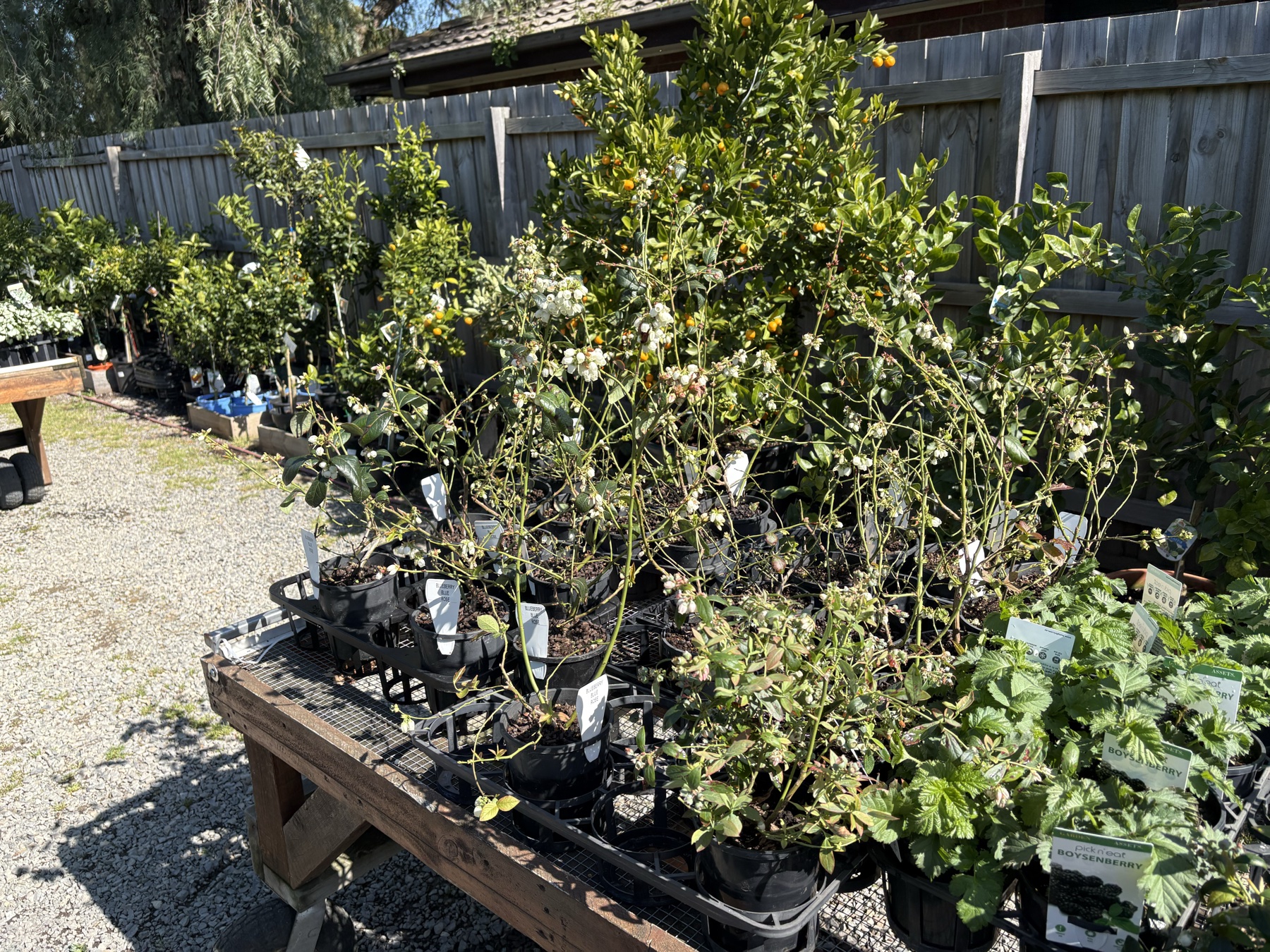 Presti Nursery plants