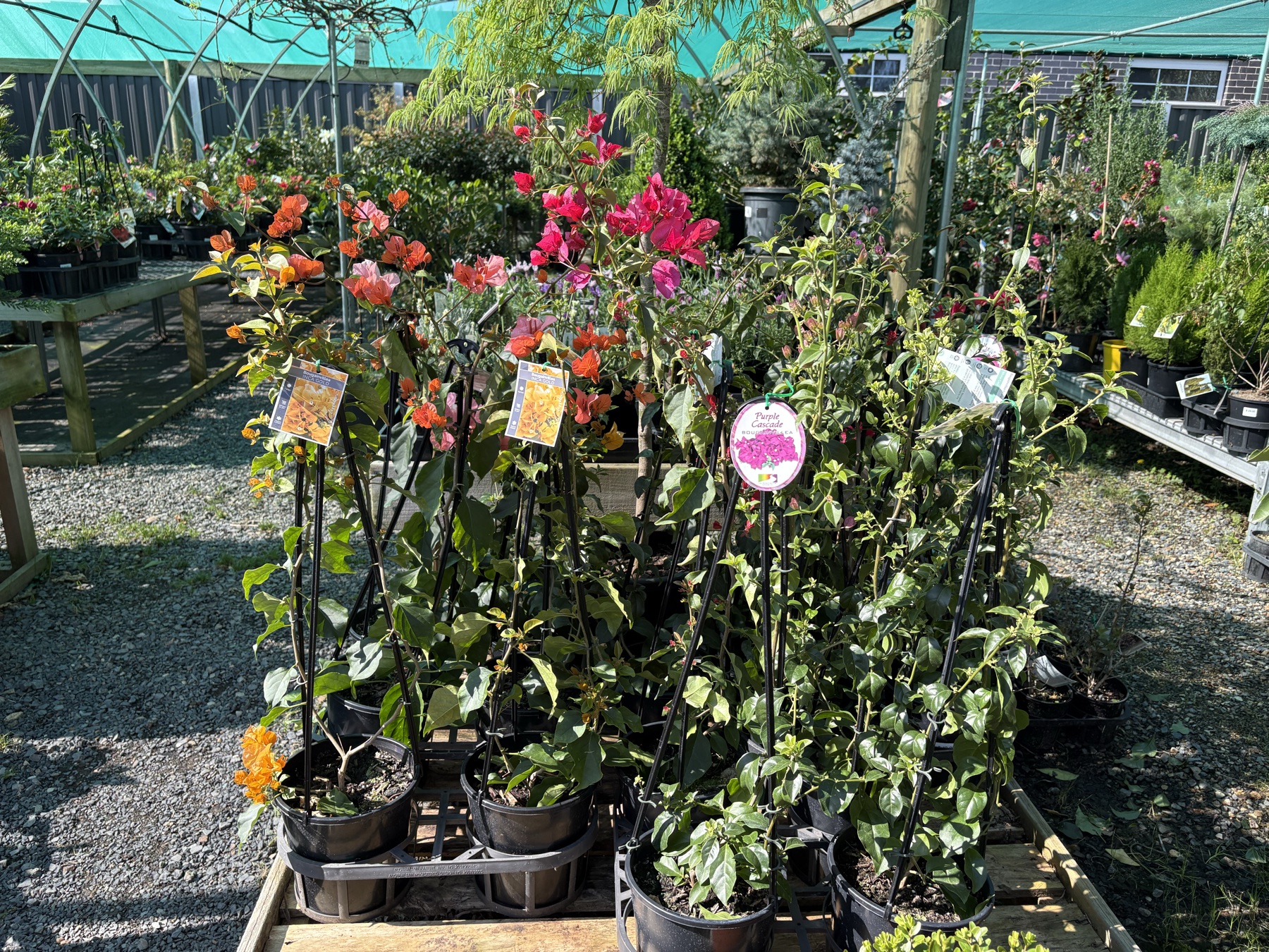 Presti Nursery plants