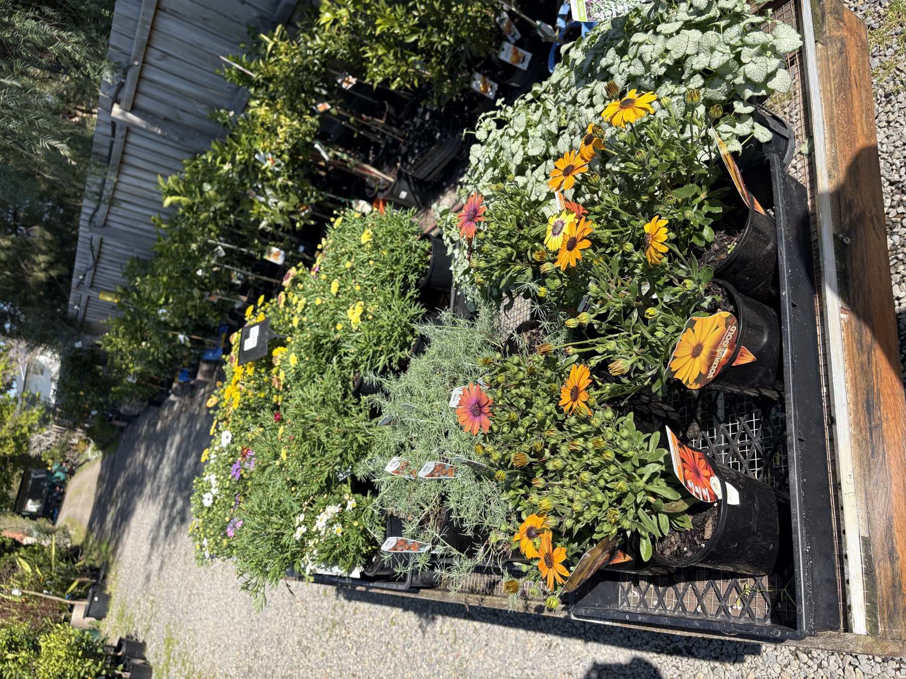 Presti Nursery plants