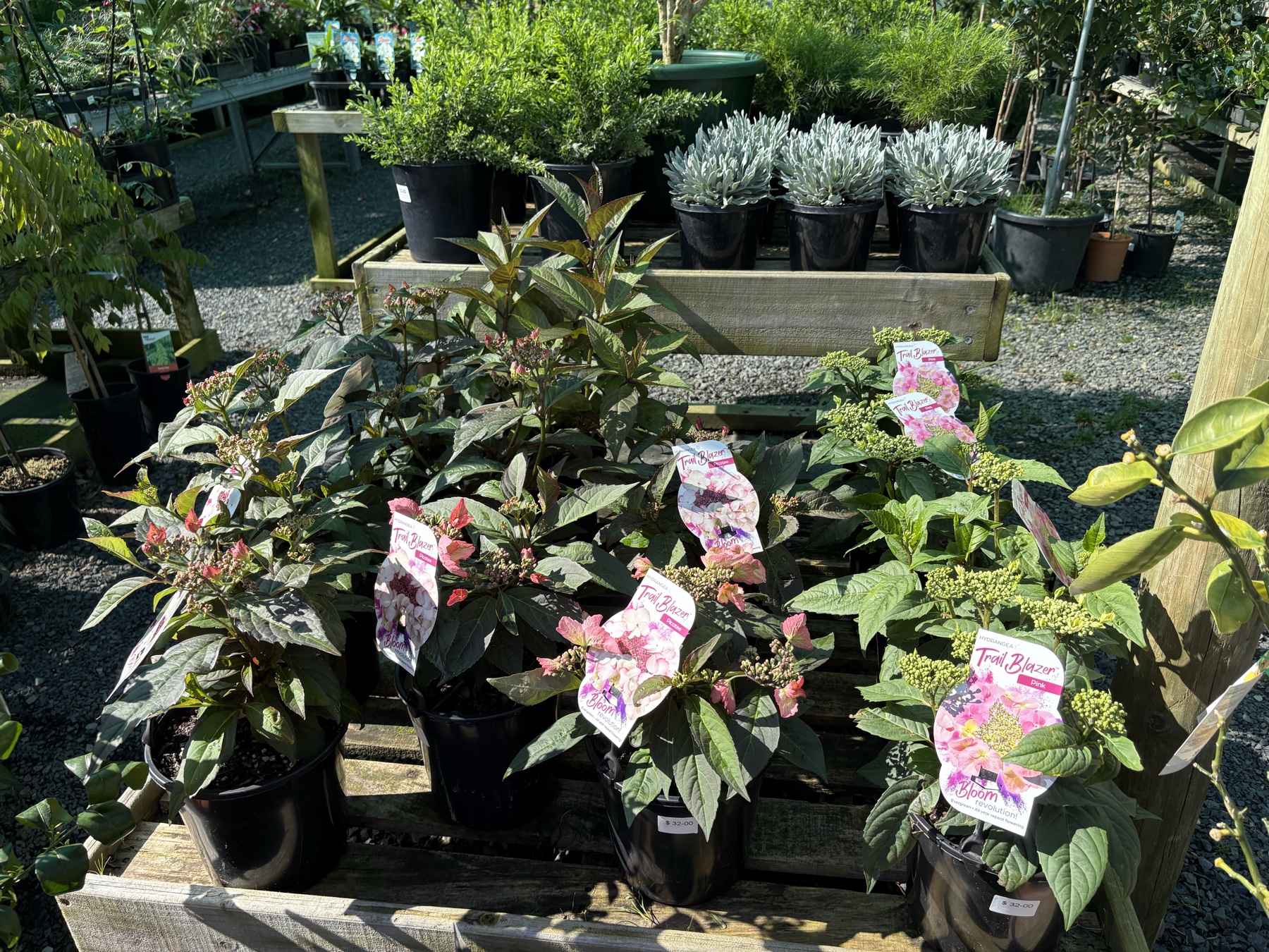Fresh arrivals at Presti Nursery