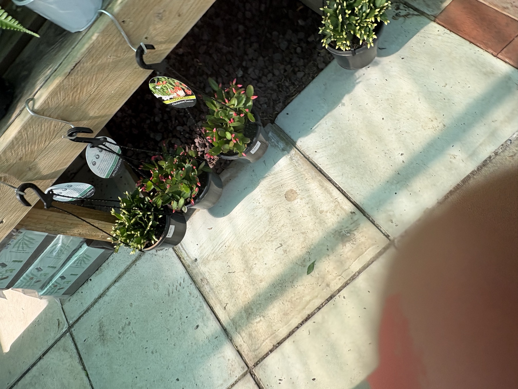 Presti Nursery plants