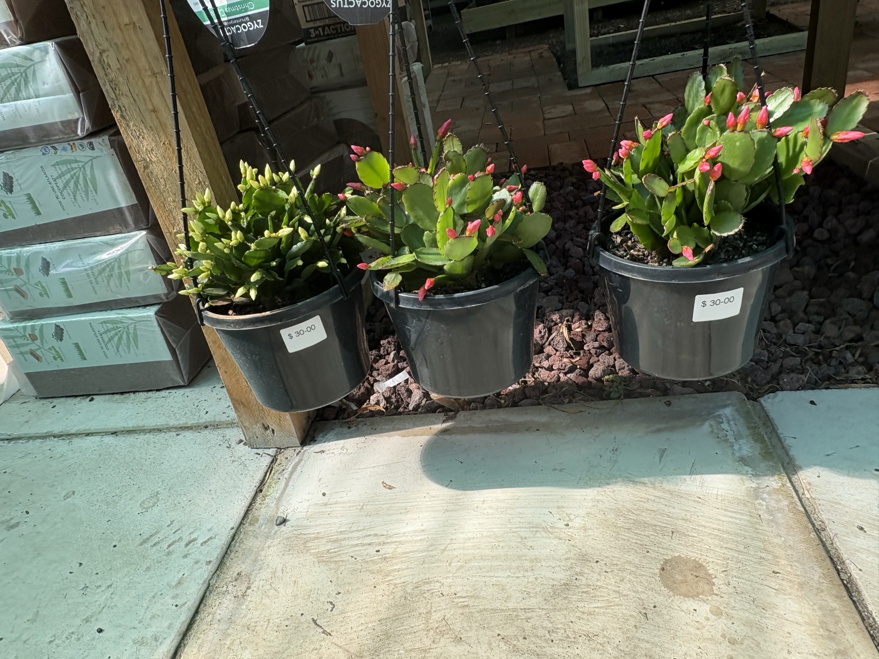 Presti Nursery plants