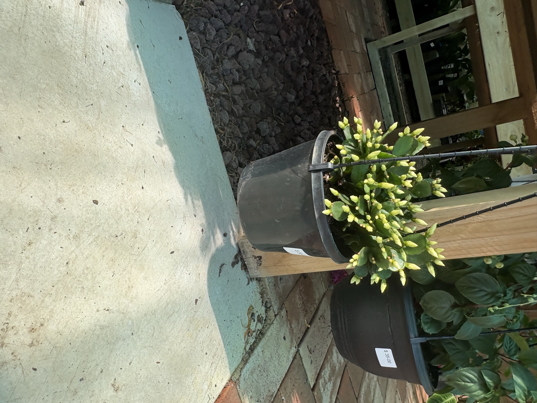 Presti Nursery plants